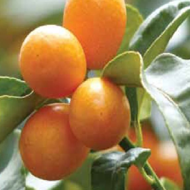 Citrus 'Kumquat Meiwa' 4.7L