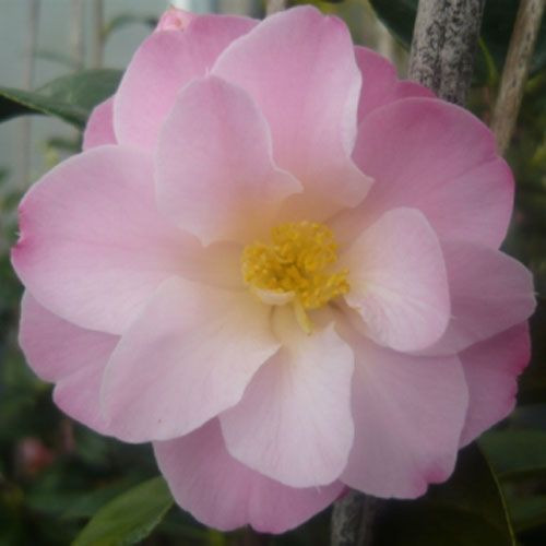 Camellia hybrid 'Nicky Crisp' 4.7L