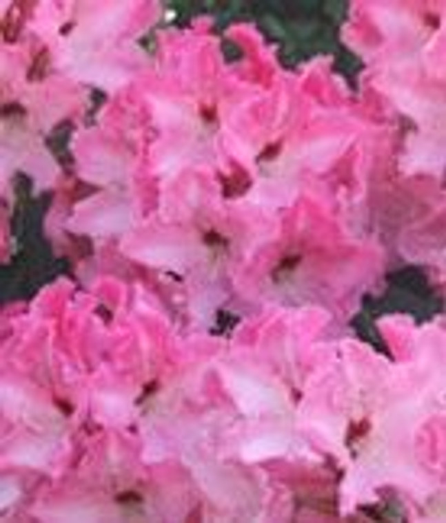Rhododendron 'Pink Walloper' 8L