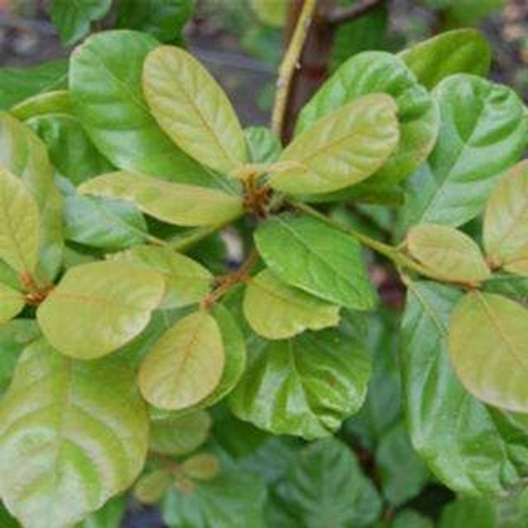 Beilschmiedia tarairi 3.5L