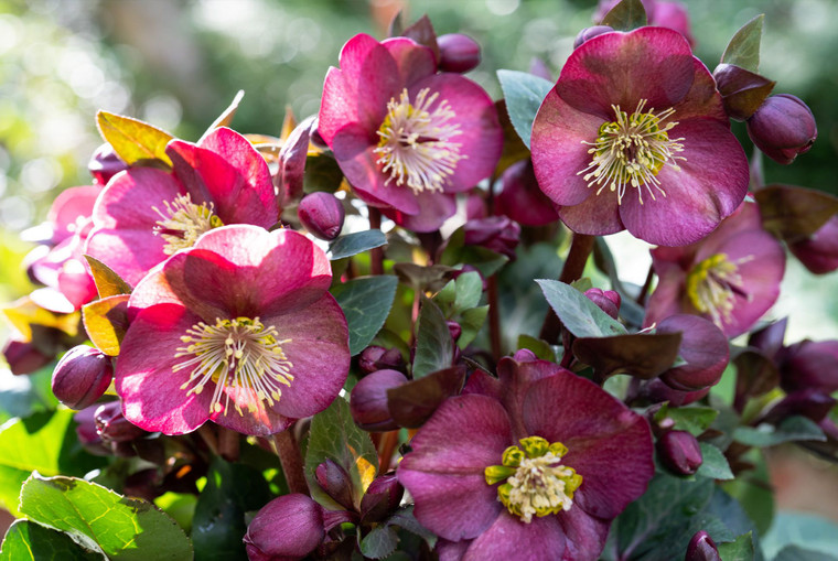 Helleborus 'Vibey Velvet' 2.5L