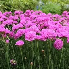 Armeria 'Pretty Petite' 2L