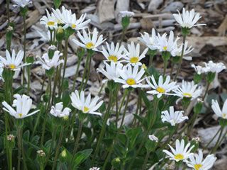 Felicia 'White Star' 1.3L