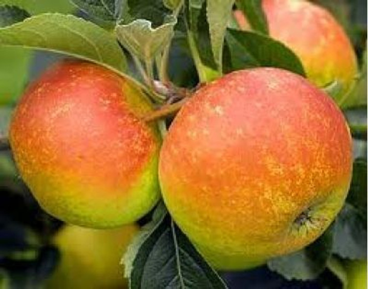 Apple 'Slack Ma Girdle' Cider PB18