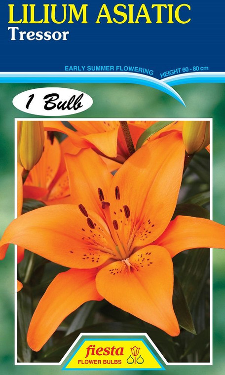 Lilium Asiatic 'Tressor'