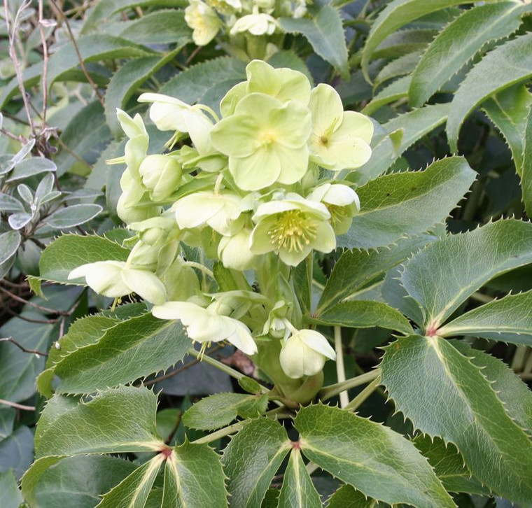 Helleborus argutifolius 1L