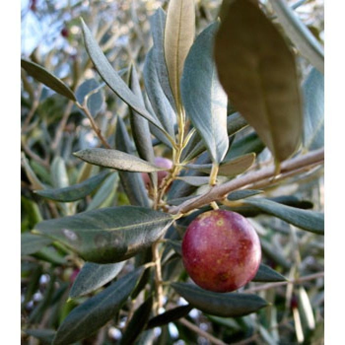 Olive 'Frantoio' 3.5L