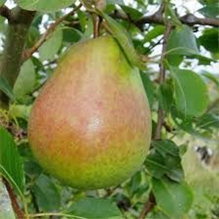Pear 'Beurre Hardy' PB18