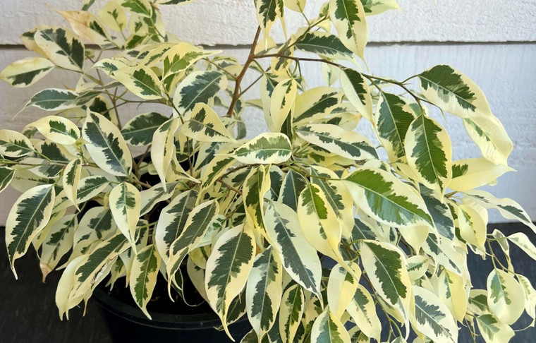 Ficus 'Starlight' 20cm