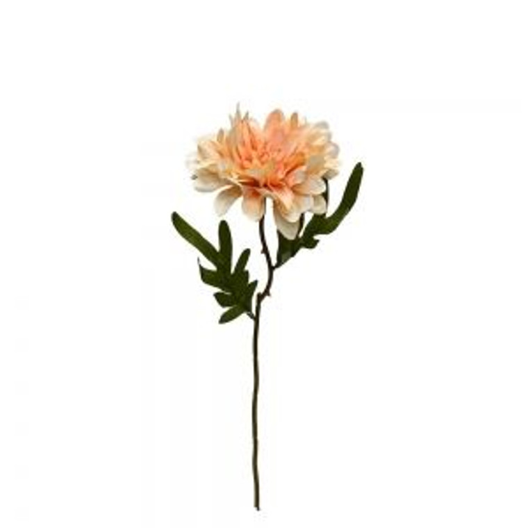 Cottage Dahlia - Apricot