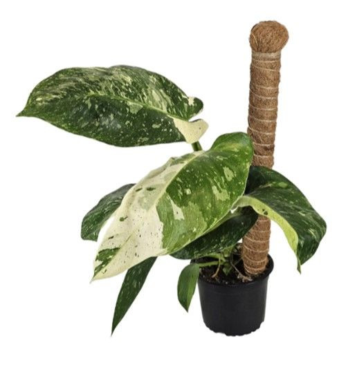 Philodendron 'Jose Buono' 14cm - Big Jims Garden Centre