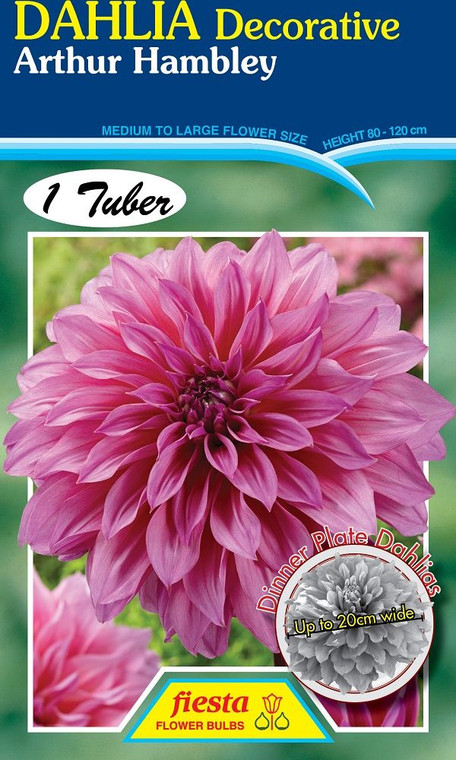 Dahlia Decorative 'Arthur Hamb
