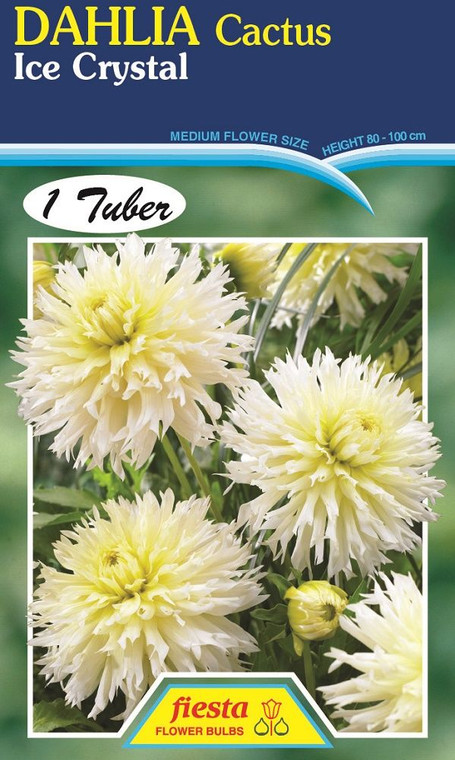 Dahlia Cactus 'Ice Crystal'