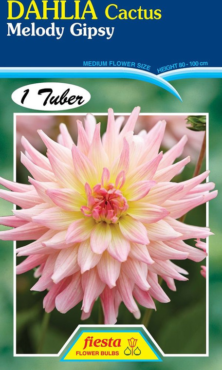 Dahlia Cactus 'Melody Gipsy'