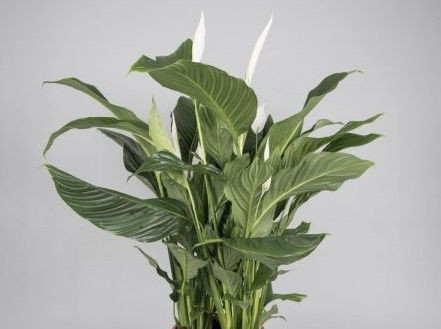 Spathiphyllum 'Sylvana' 15cm (98666) 15cm (114597) 15cm