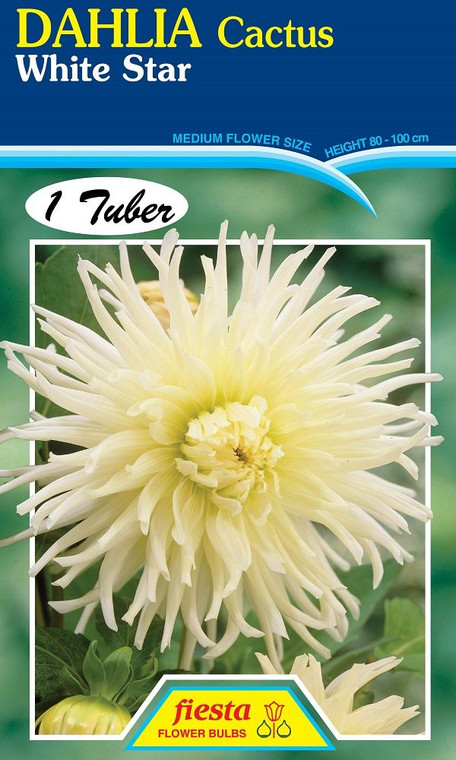 Dahlia Cactus 'White Star'