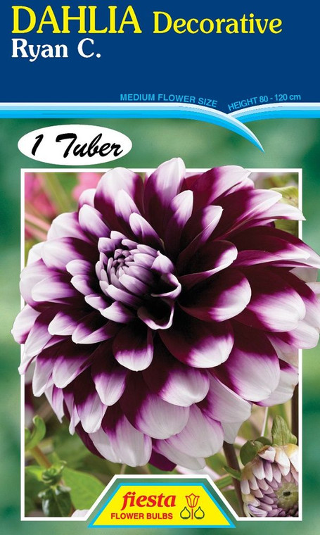 Dahlia Decorative 'Ryan C'