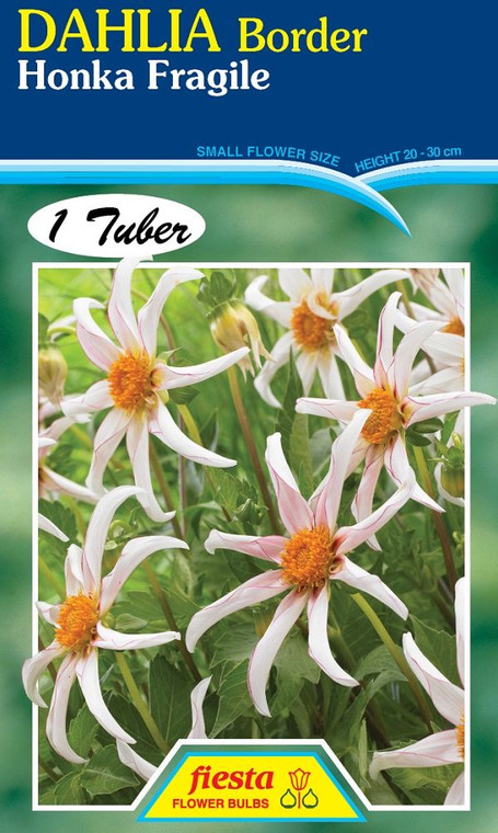 Dahlia Border 'Honka Fragile'