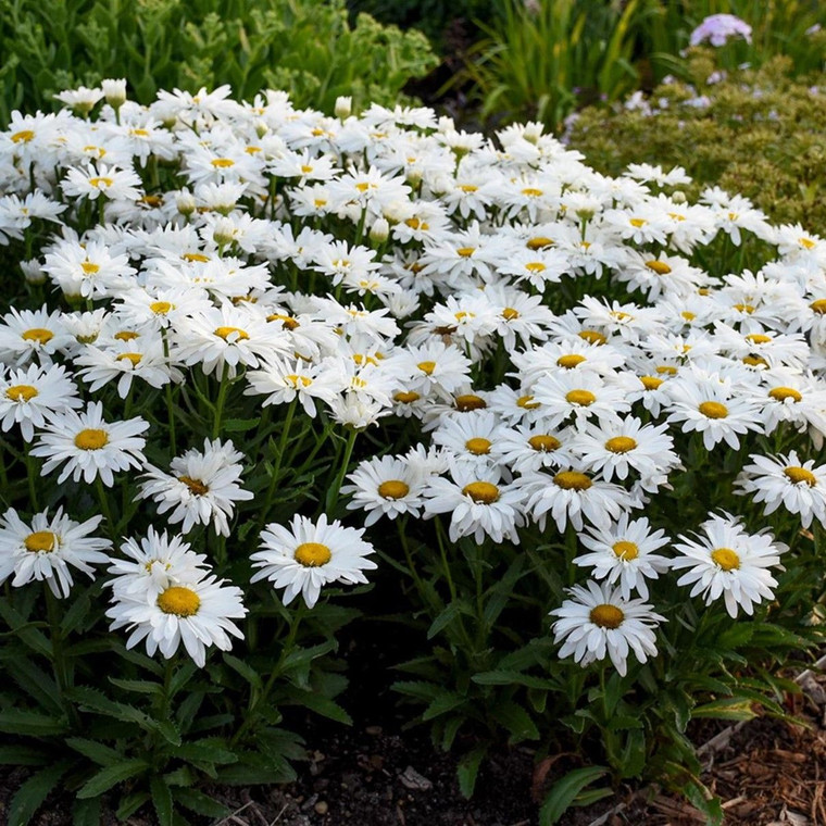 Leucanthemum 'Whoops A Daisy' 2.5L