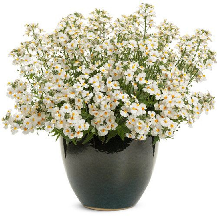 Nemesia 'Sunsatia Coconut' 1.5L