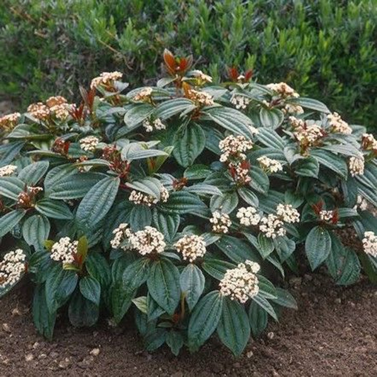 Viburnum 'Davidii' 2.5L