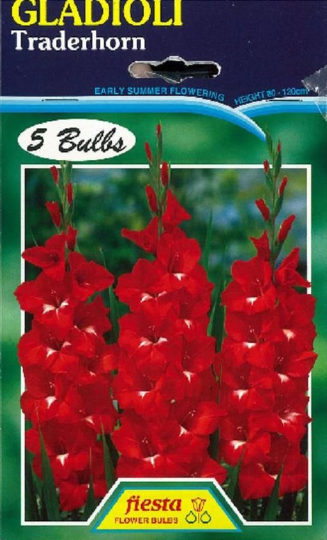 Gladioli 'Traderhorn' 5's