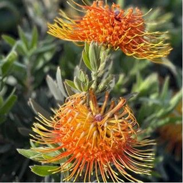 Leucospermum 'Brandi' 1.5L
