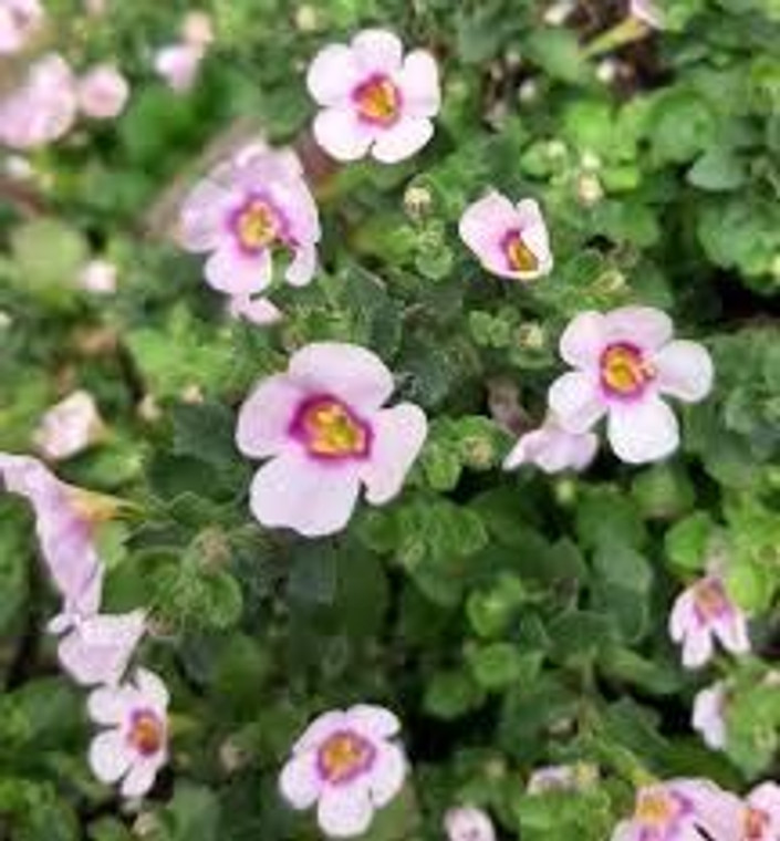 Bacopa scopia 'Gulliver Pink H 1.5L