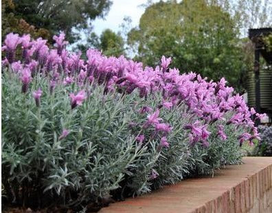 Lavender 'The Silver Princess' 1.5L (101490) 1.5L