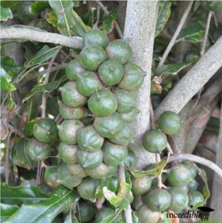 Macadamia 'Nelmak 2' 3.3L