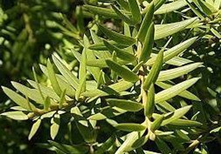 Podocarpus totara 4L