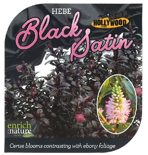 Hebe 'Black Satin' 2.5L