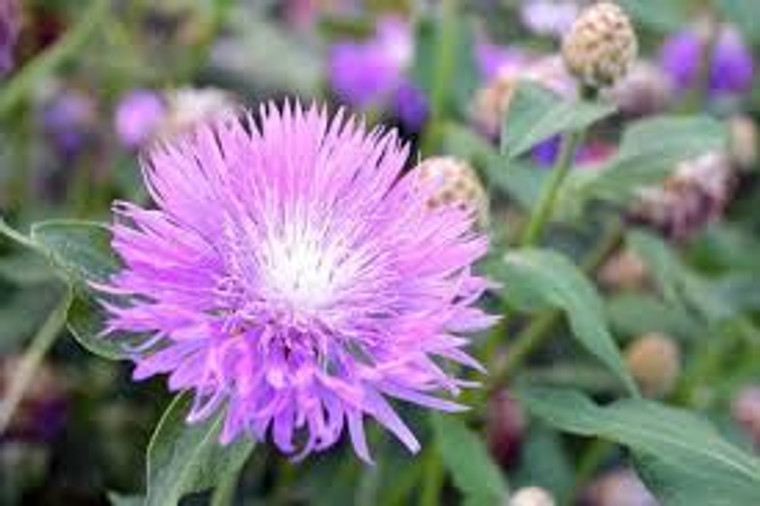 Centaurea dealbata 1.5L