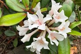 Rhododendron vireya 'Felicitas 3.3L