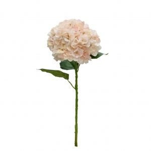 Hydrangea - Heirloom Blush
