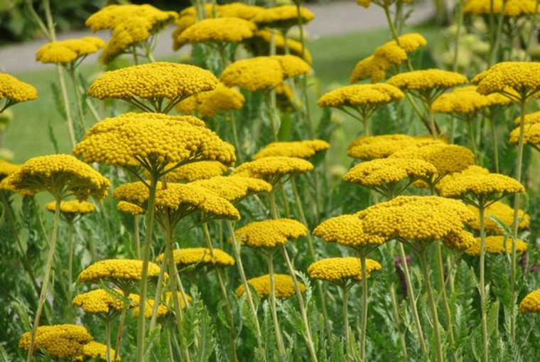 Achillea 'Coronation Gold' 1.5L