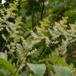 Smilacina racemosa 1.5L