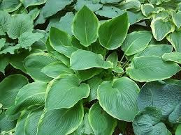 Hosta 'Days End' 2.5L