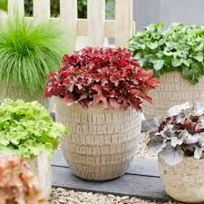 Heuchera 'Cherryberry' 2L