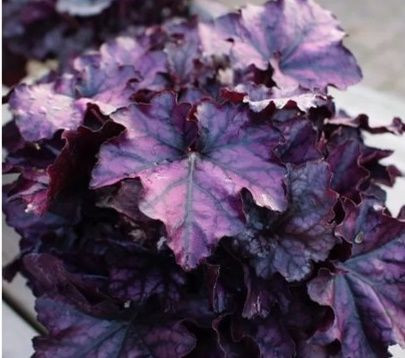 Heuchera 'Mulberry' 2L