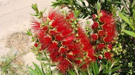 Callistemon viminalis 'Macarth 3.5L
