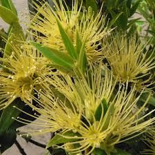 Metrosideros 'Gold Beacon' 2.5L