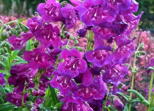 Penstemon 'Boysenberry Taffy' 1.5L