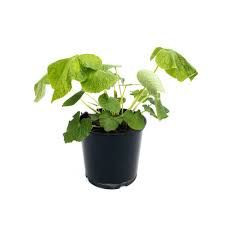 Wasabi japonica 1.9L