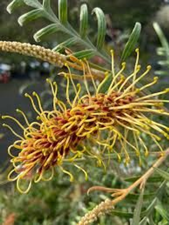Grevillea 'Strawberry Blonde' 2.5L