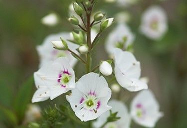 Parahebe 'Avalanche' 2L