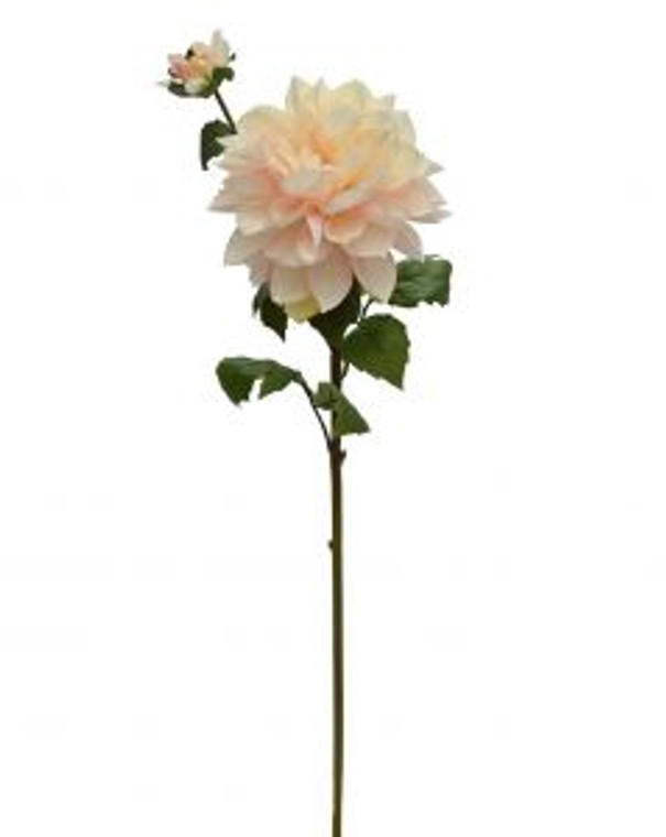 Dahlia - Hampstead Cream Pink
