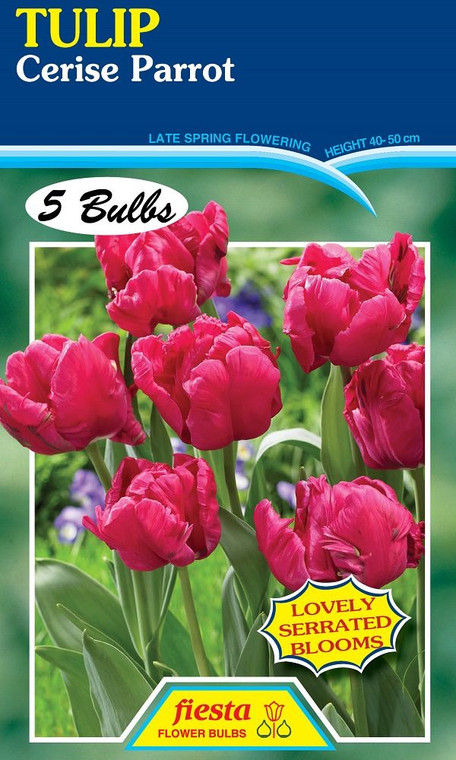 Tulip 'Cerise Parrot ' 5
