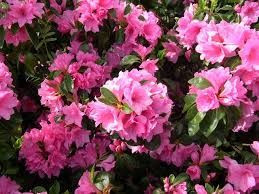 Azalea 'Pink Ruffles' 12.5cm
