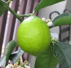 Citrus 'Lime Bearss' 6L